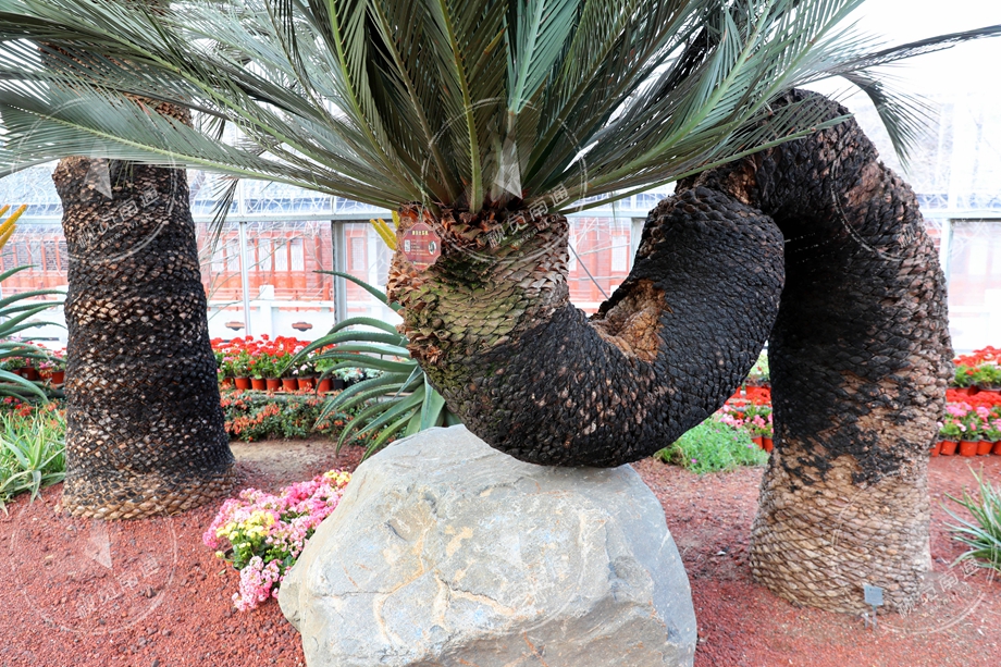 走进南通洲际绿博园 "植树节"看中外珍稀珍贵植物