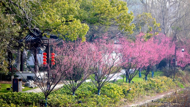 视频 | 梅花盛开春景来