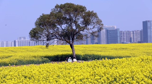 江心沙农场外拓基地油菜田成网红打卡点