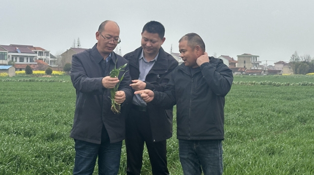 落实春管措施 搭牢丰收架子——启东多措并举保障22万余亩小麦稳产高产