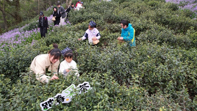 明前寻春味 军山“明前茶”开采