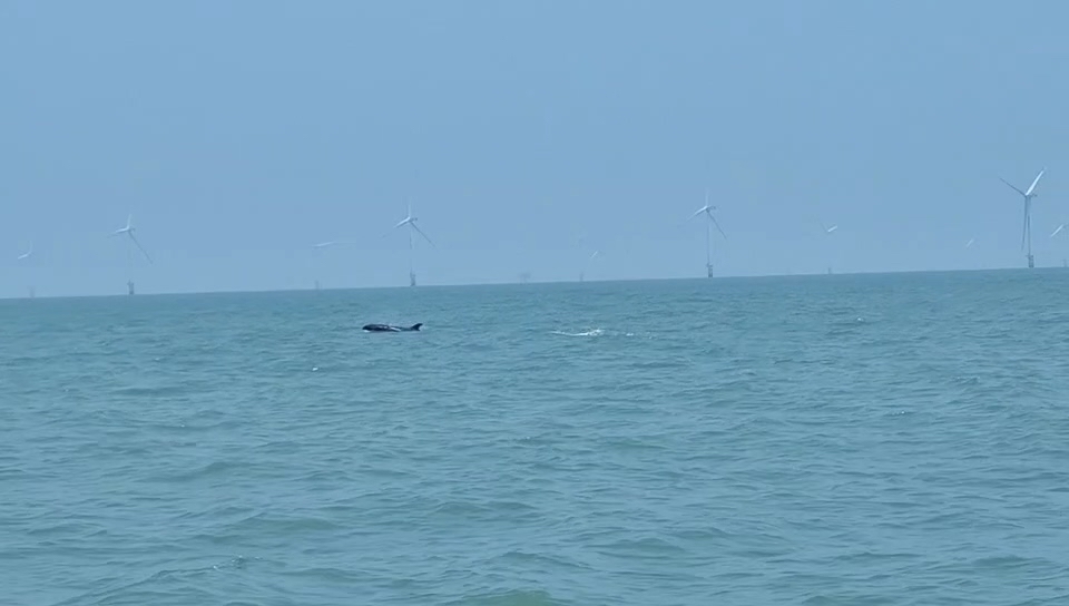 视频 |“蓝色精灵”现身南通海域，海上风电场生态成效显现
