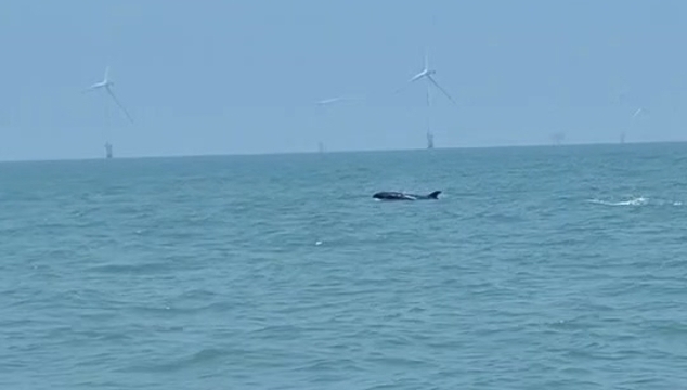 视频 |“蓝色精灵”现身南通海域，海上风电场生态成效显现