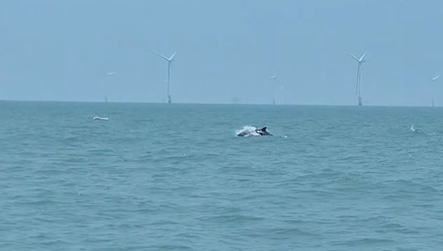 “蓝色精灵”现身南通海域，海上风电场生态成效显现