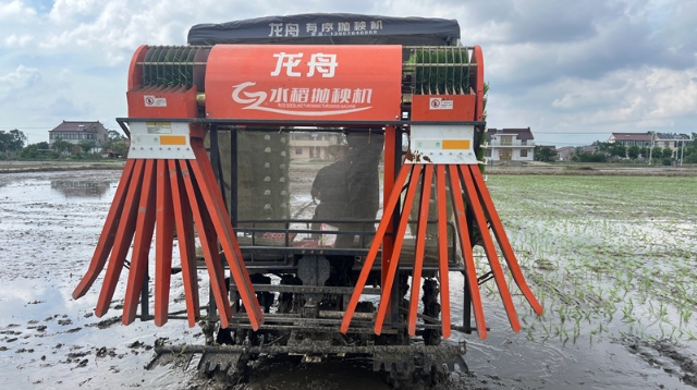 “天女散花”变“精准跳水” | 海安：有序抛秧机1小时插秧超8亩