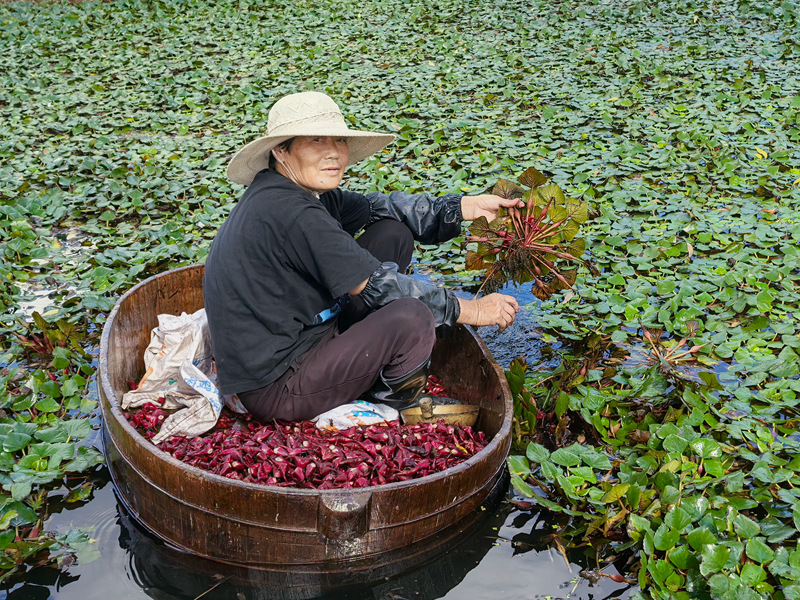 生的清甜脆爽，熟的软糯清香 启东这个村的本土小红菱上市啦
