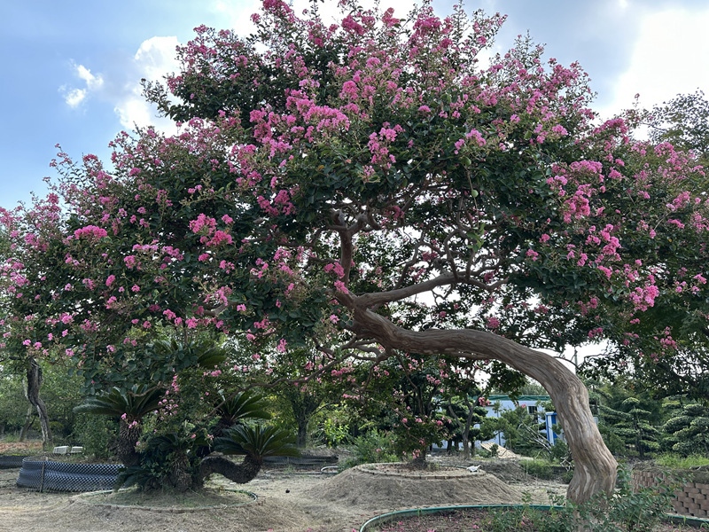 打造“花木宜家”，如皋这家花木生产基地“卷”出新赛道