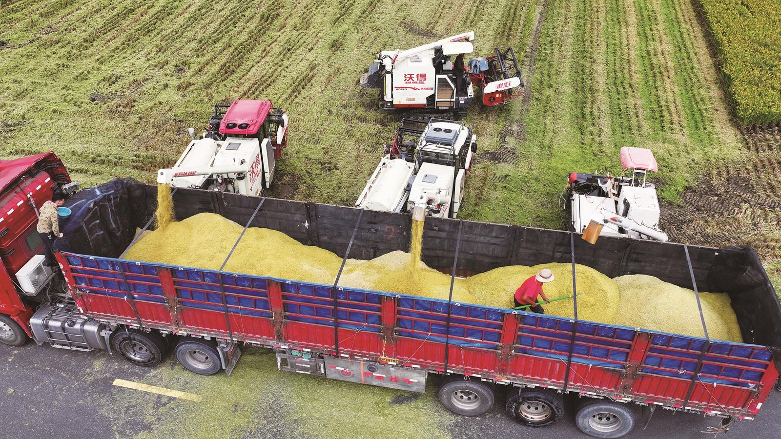 海安市今年55.8万亩水稻迎来成熟期