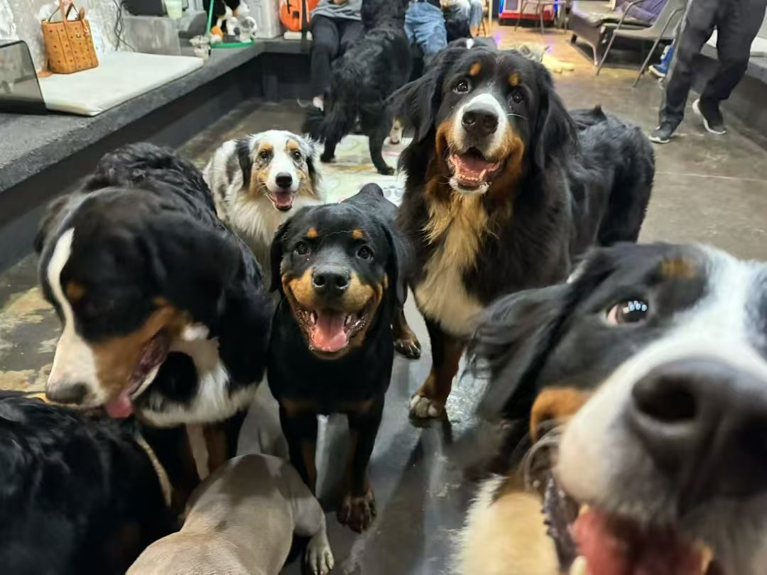 南通：“咖啡+萌宠”跨界融合 打造“人宠共愈”社交场