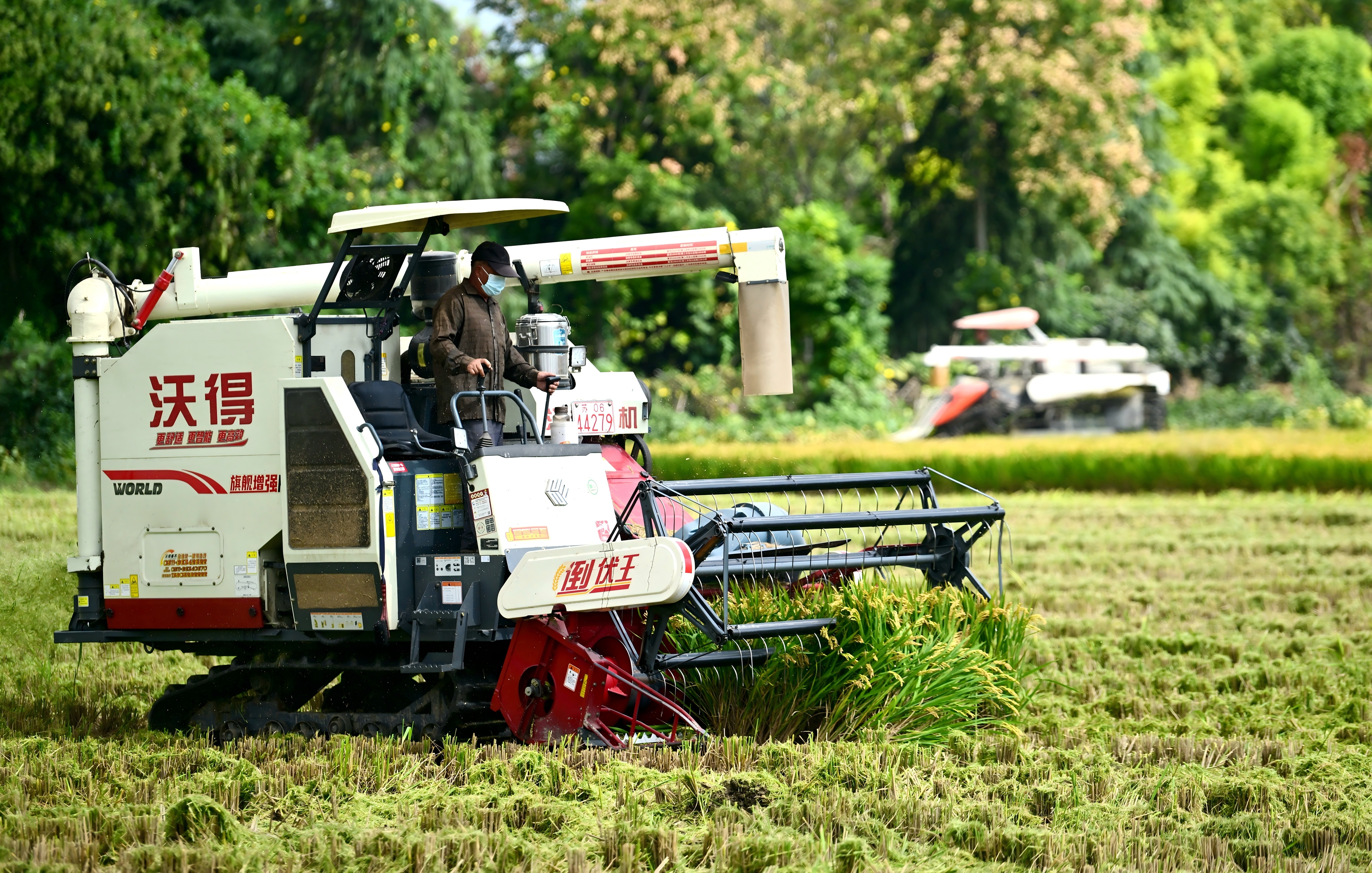 稻浪翻金，颗粒归仓 | 南通2000亩“国庆稻”抢鲜上市
