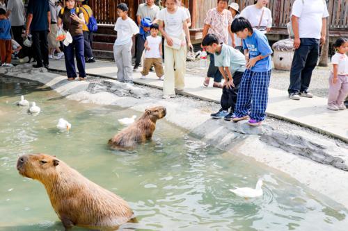 南通森迪度假区国庆假期迎来超20万人次客流，创长假入园人数最高纪录