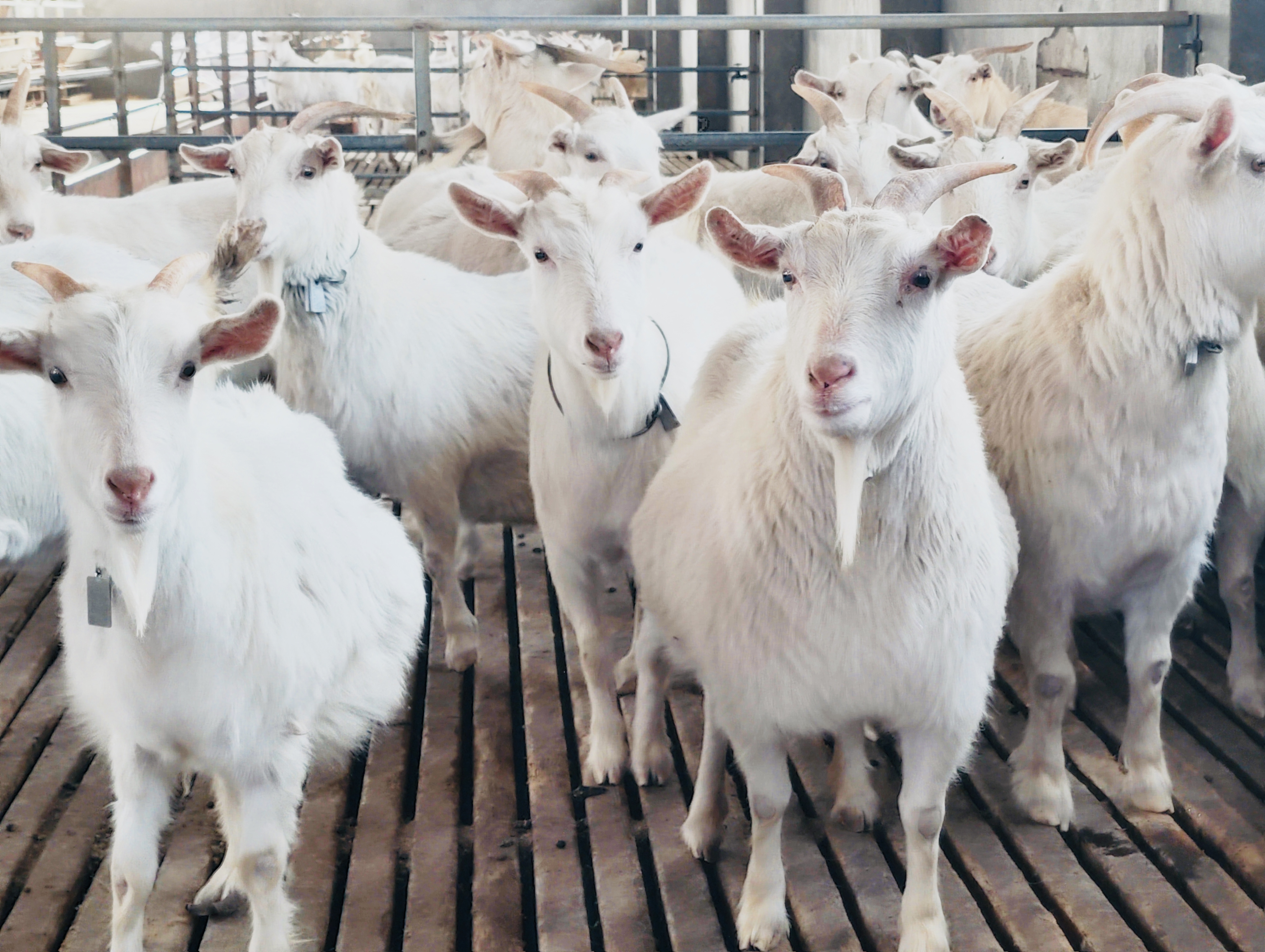 微信图片_20251029154813_748_102