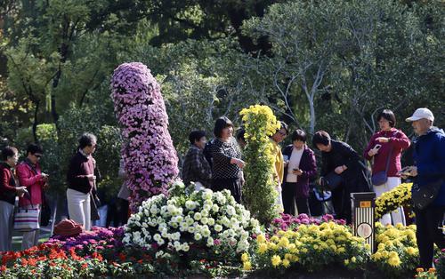 菊花盛开 秋色满园