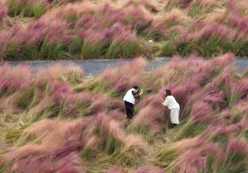 南通：众多游客长江边畅游花海