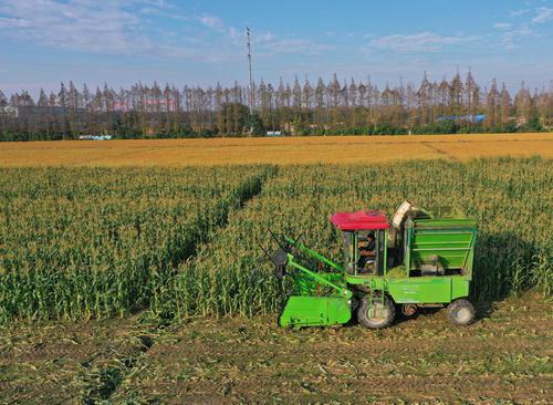 江心沙农场：鲜食玉米“一种两收” 玉米秸秆变废为宝