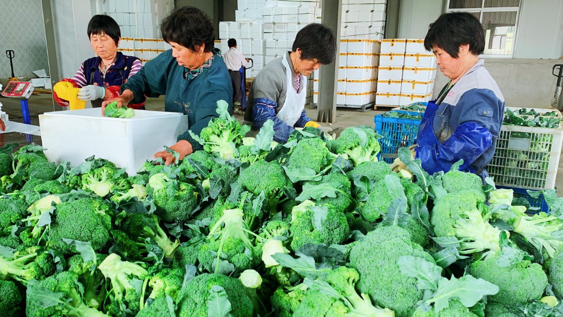 如东大豫镇西蓝花种植面积突破3.5万亩，联动109家农业经营主体稳定增收