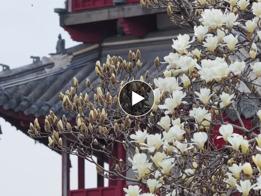 视频  | 文峰塔玉兰花开