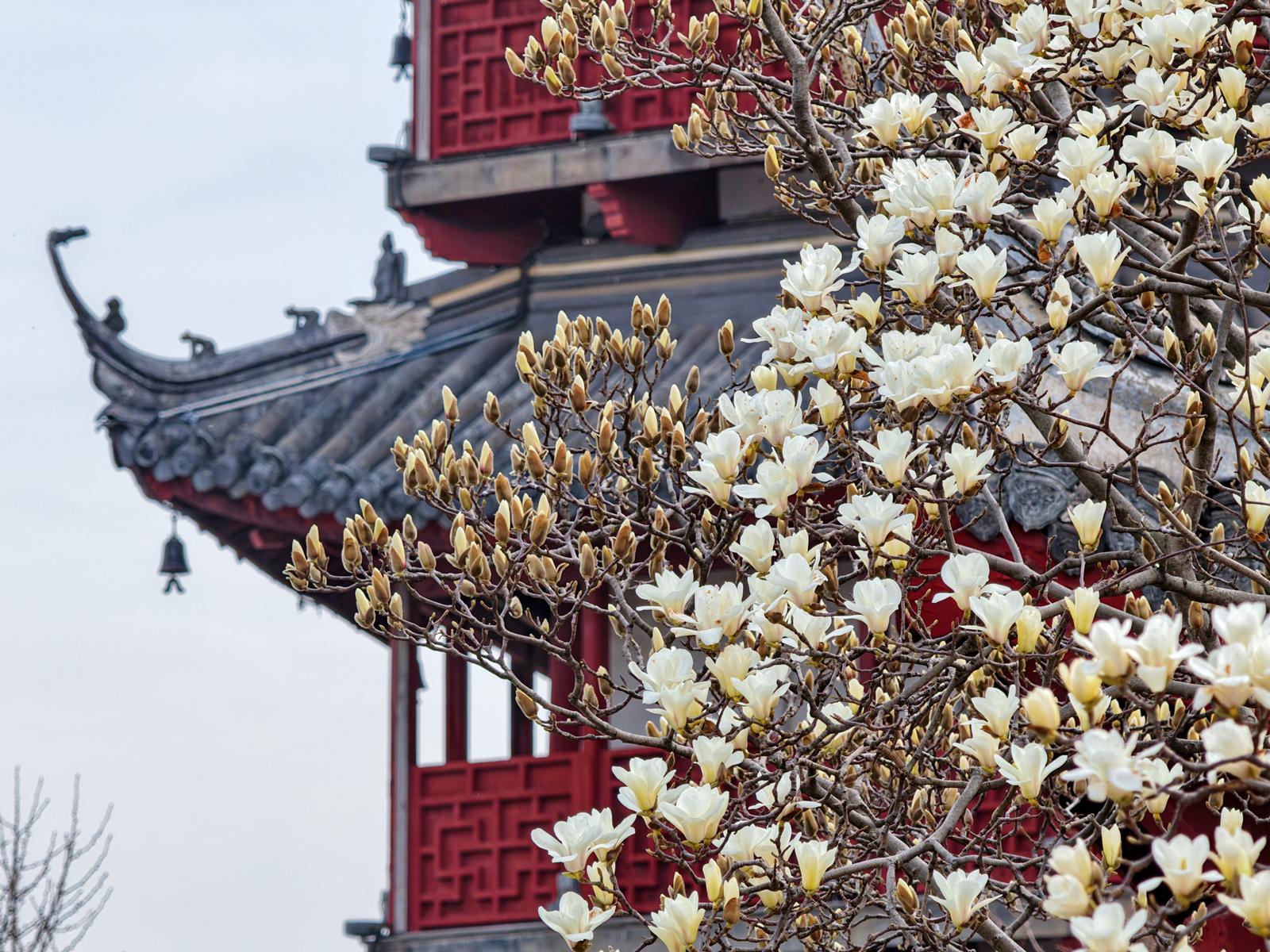 文峰塔玉兰花开