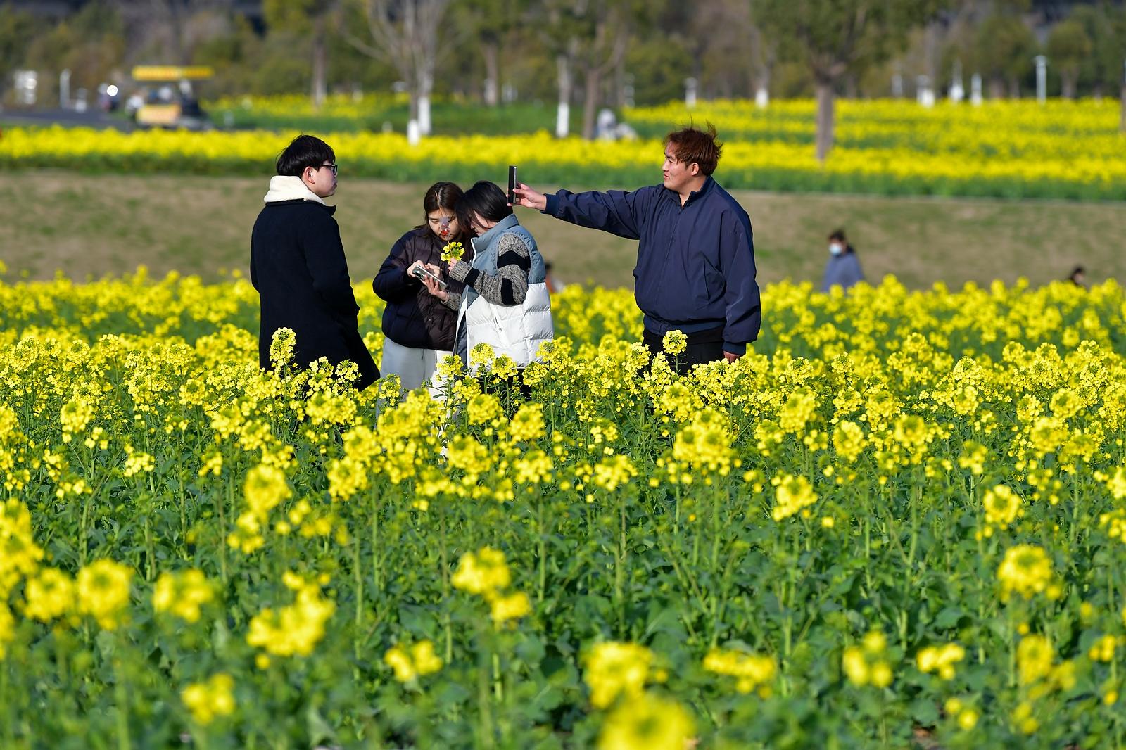 南通滨江花海：又是一年菜花黄 市民踏青享春光
