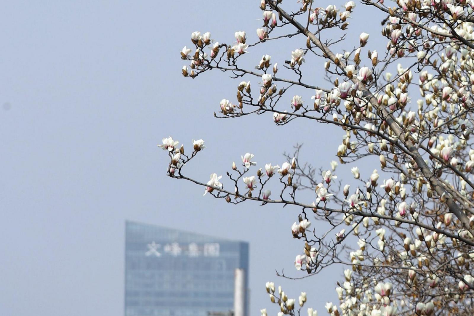 玉兰花开，通城迎来雅致春信