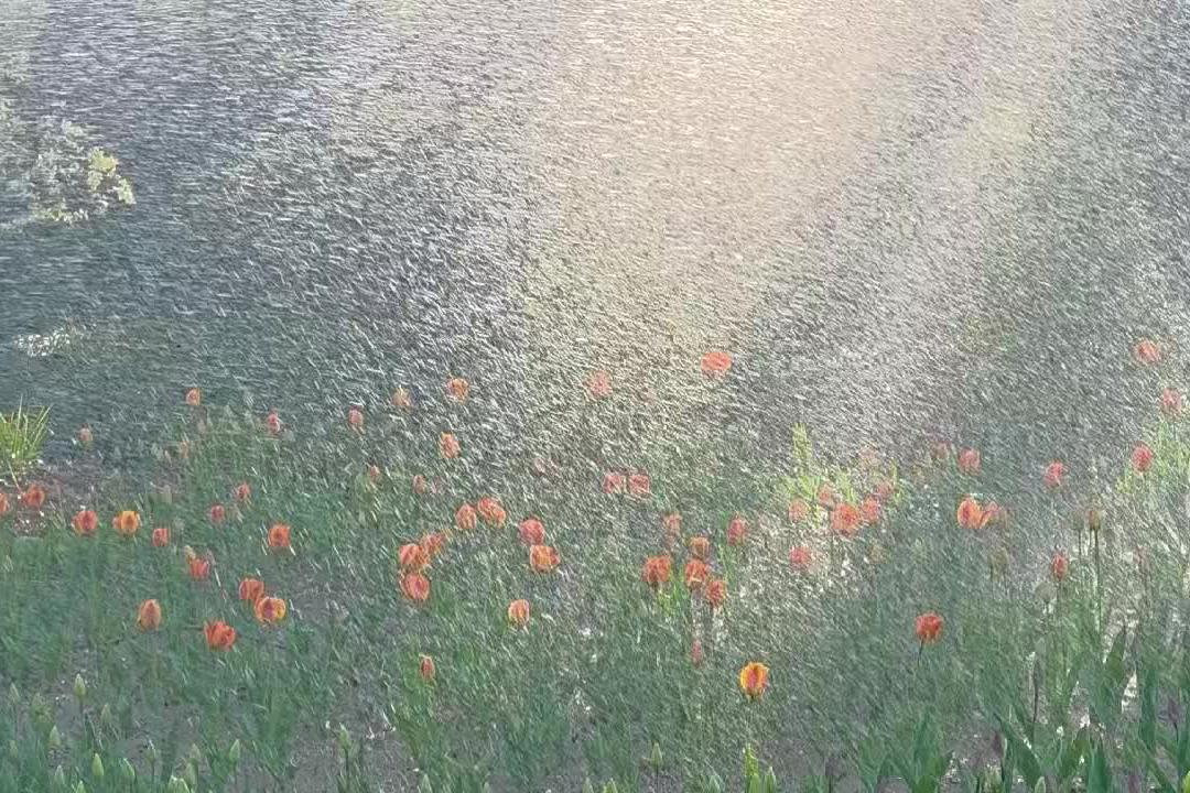 视频 | 啬园10余万株郁金香陆续绽放