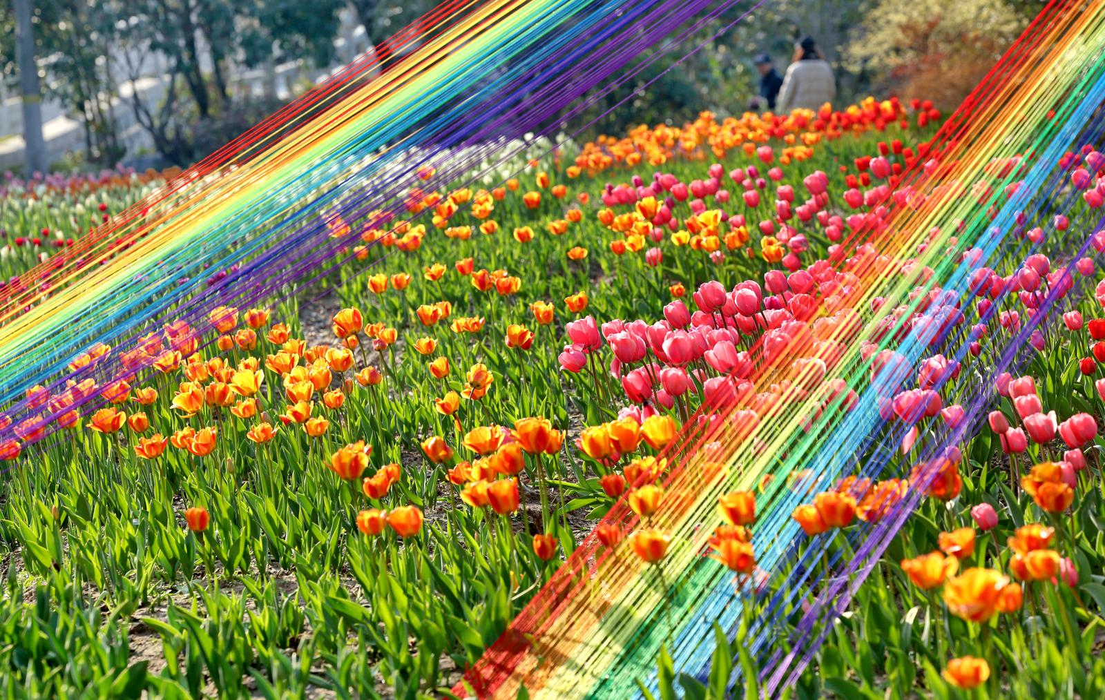 啬园10余万株郁金香陆续绽放