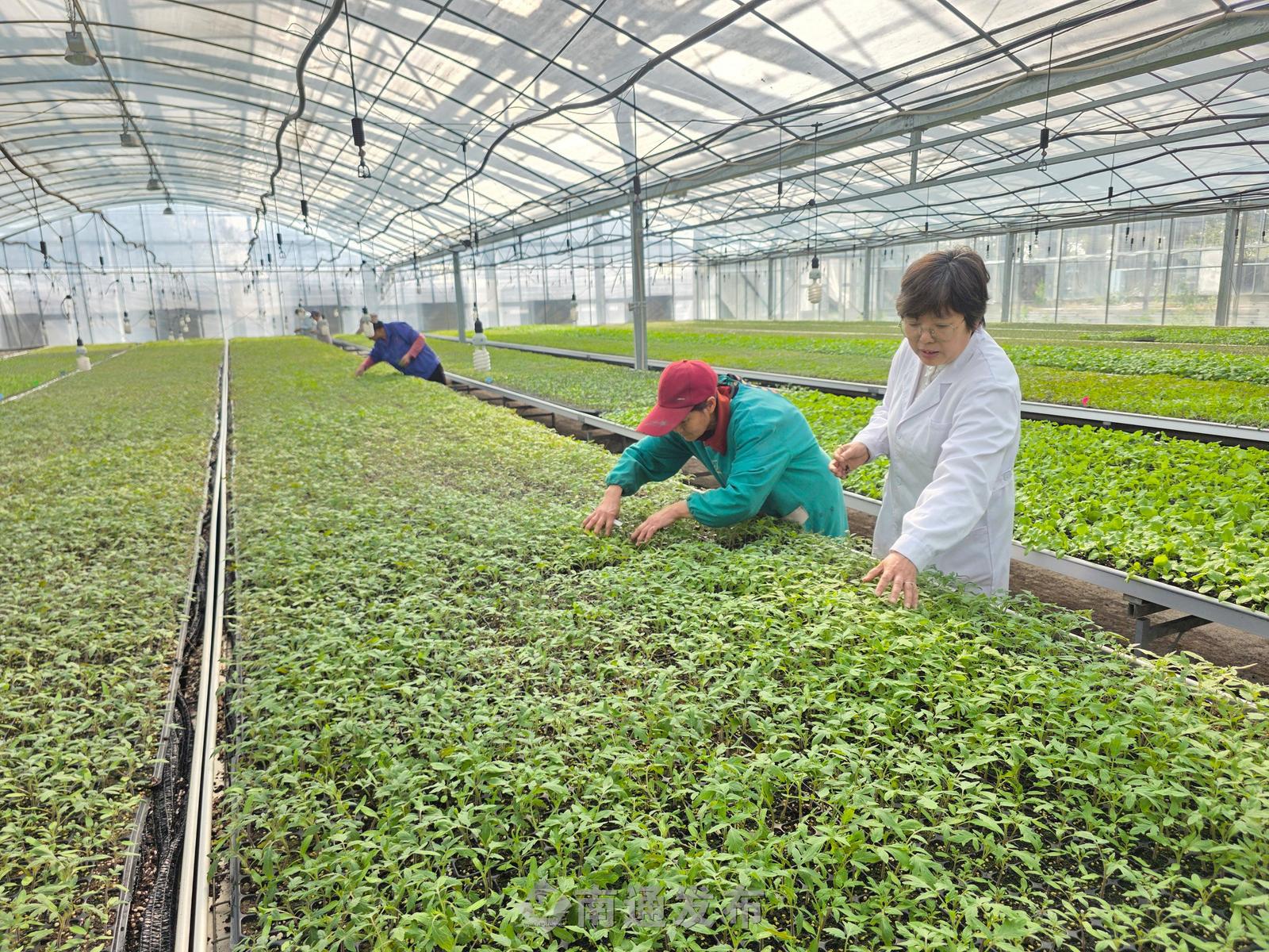 海门农业科学研究所育苗忙
