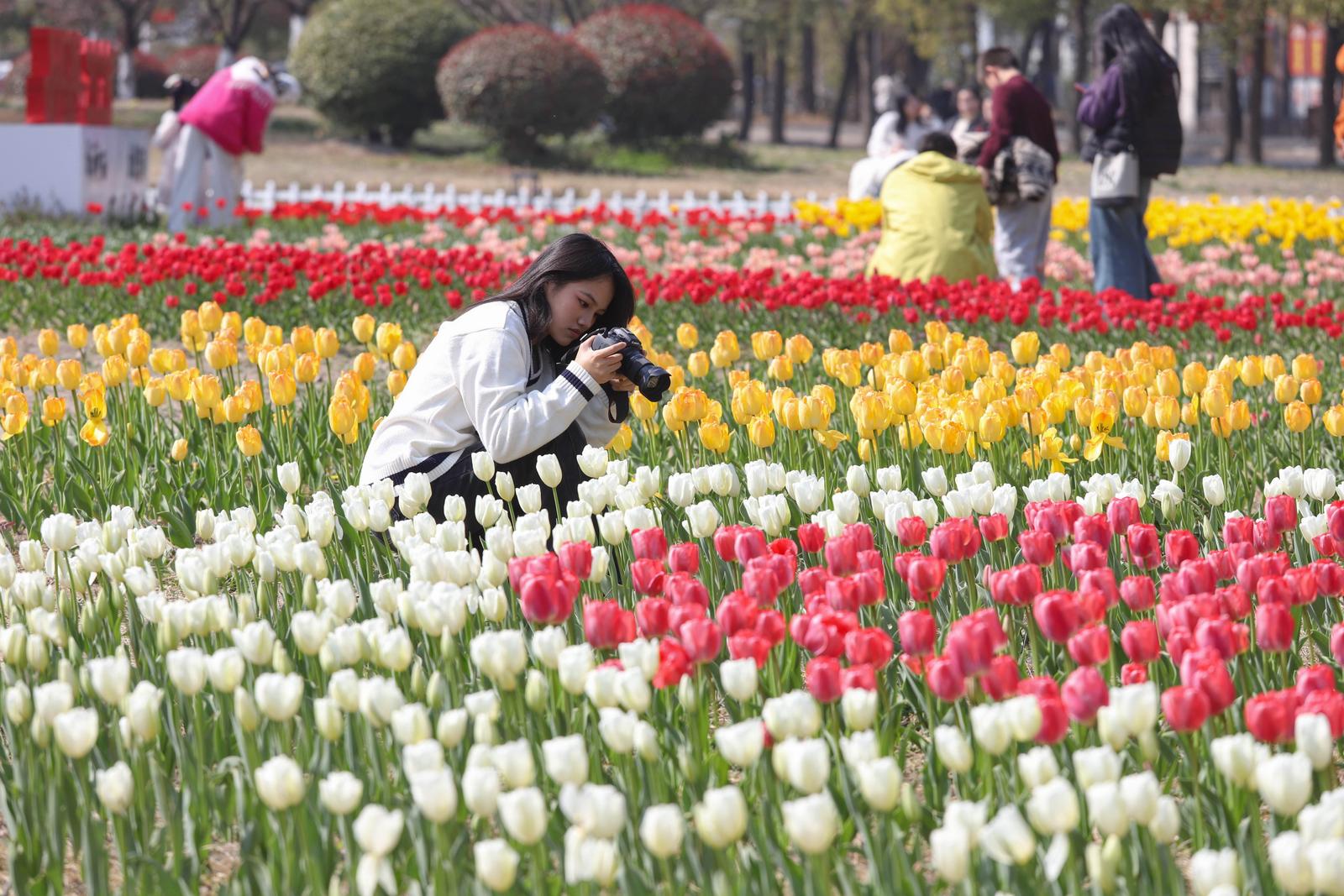 春日限定来了！南通大学郁金香盛放