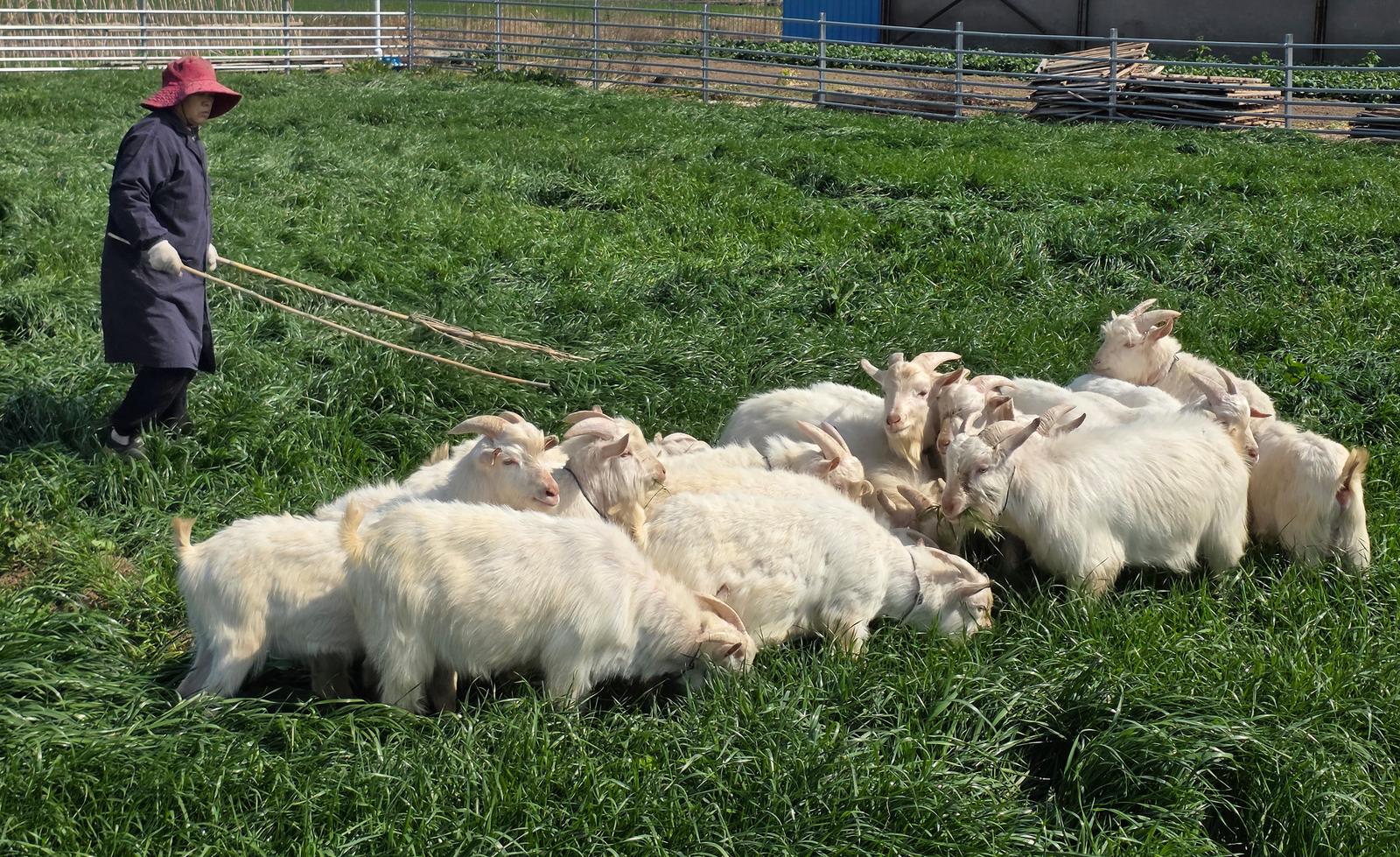 海门山羊年产值超20亿元