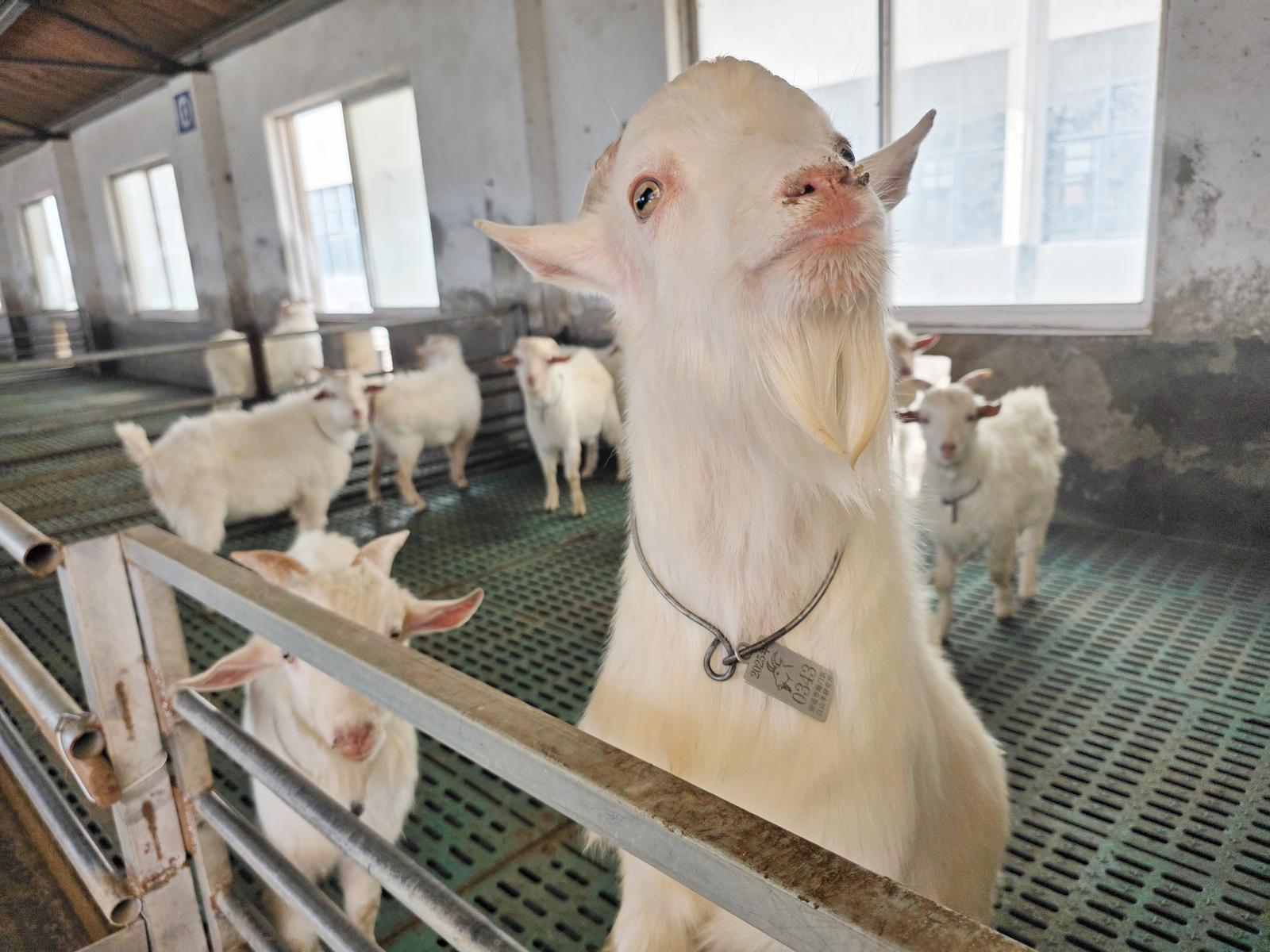 视频 | 海门山羊年产值超20亿元