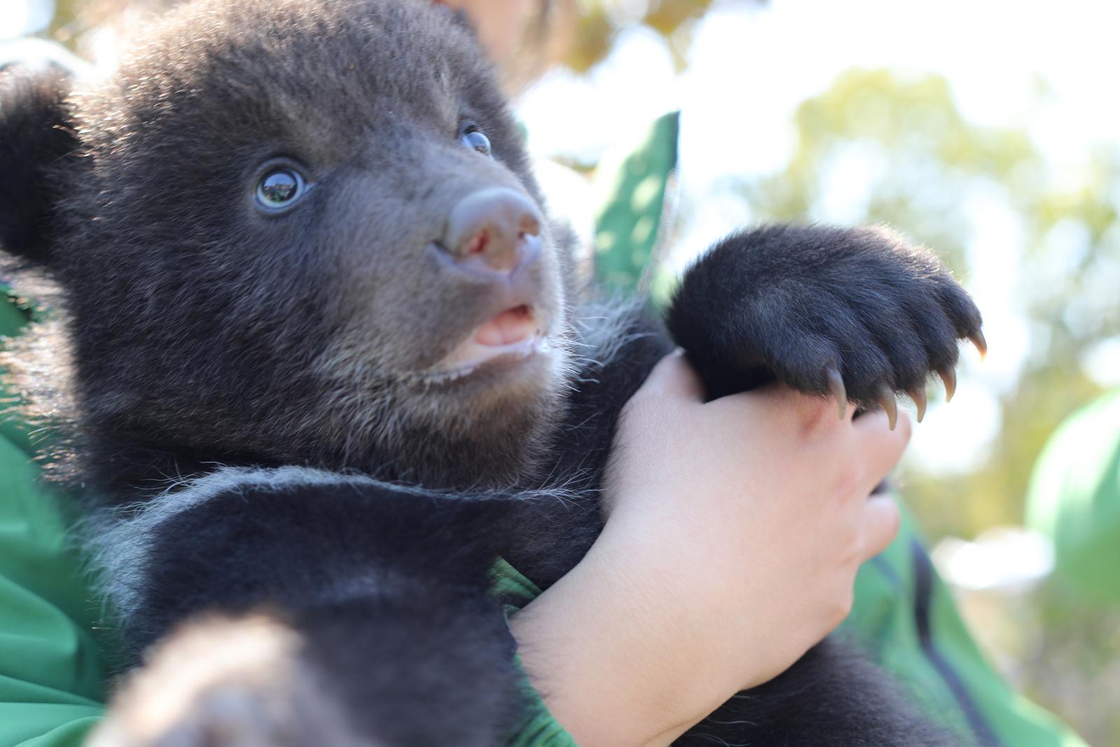 南通森林野生动物园新生小熊宝宝亮相