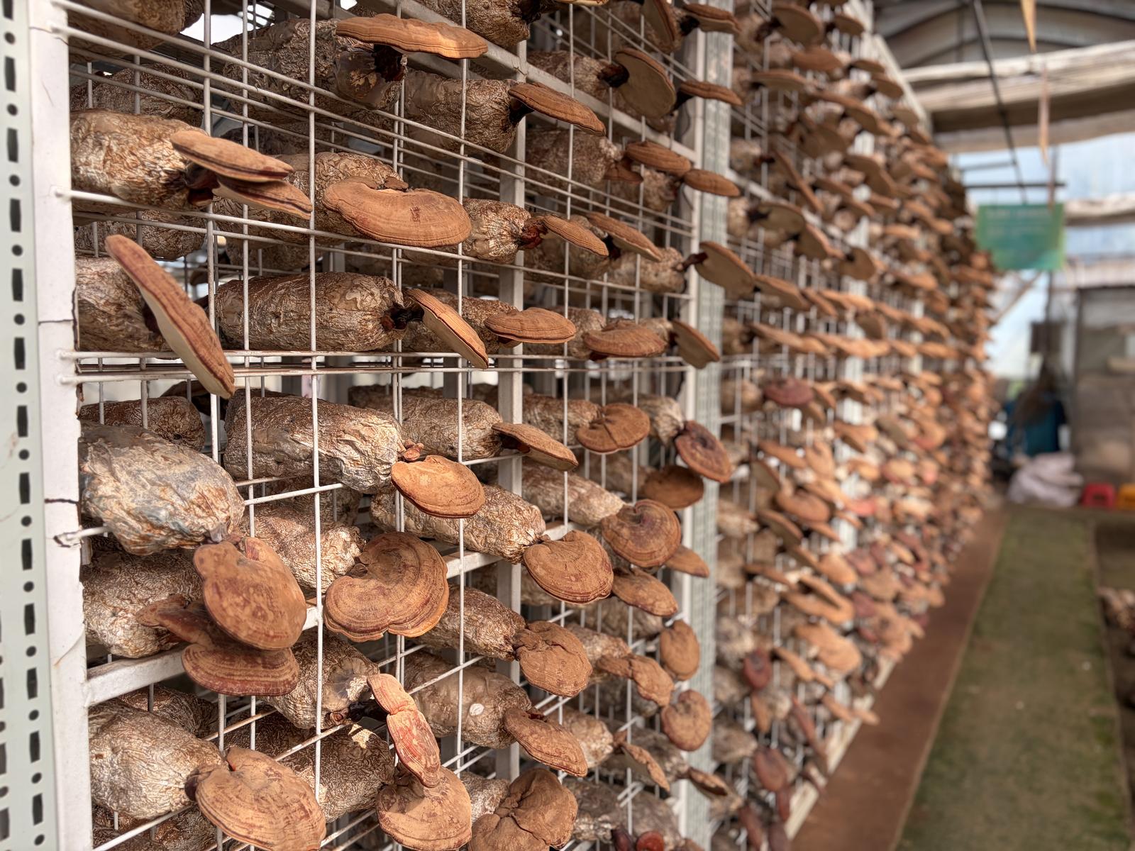 一株赤灵芝见证南通百年“生态接力” | 本土驯化的珍稀菌种“军山1号”入藏南通博物苑