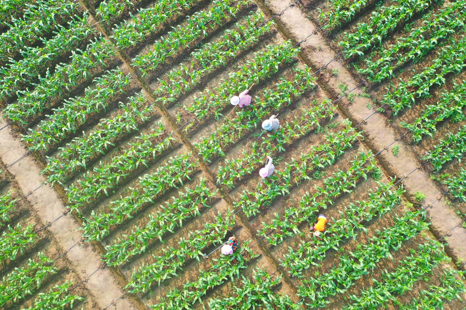 江心沙农场鲜食玉米示范种植基地除草忙