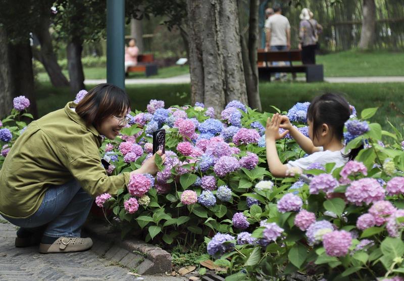 绣球花开无尽夏 百年苑圃添新妆 | 南通博物苑绣球花进入最佳观赏期