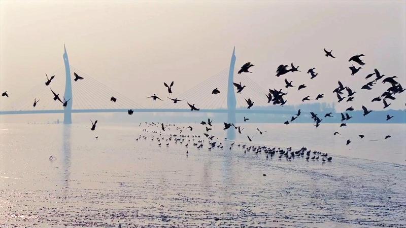 如皋十年“护江记”：从“水清岸绿”到“精灵回归”的生态答卷