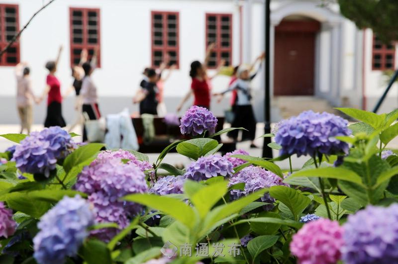 南通博物苑：初夏绣球盛开，游园打卡正当时