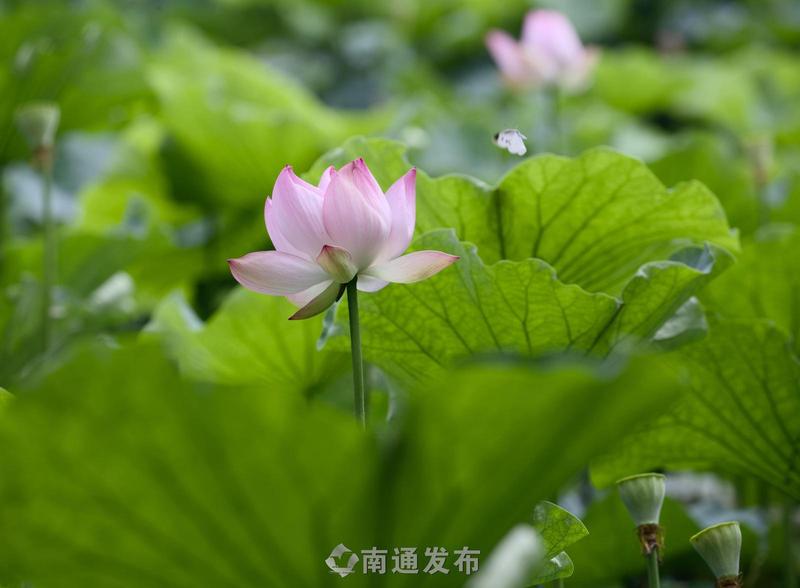荷风送香，唐闸公园荷花盛放
