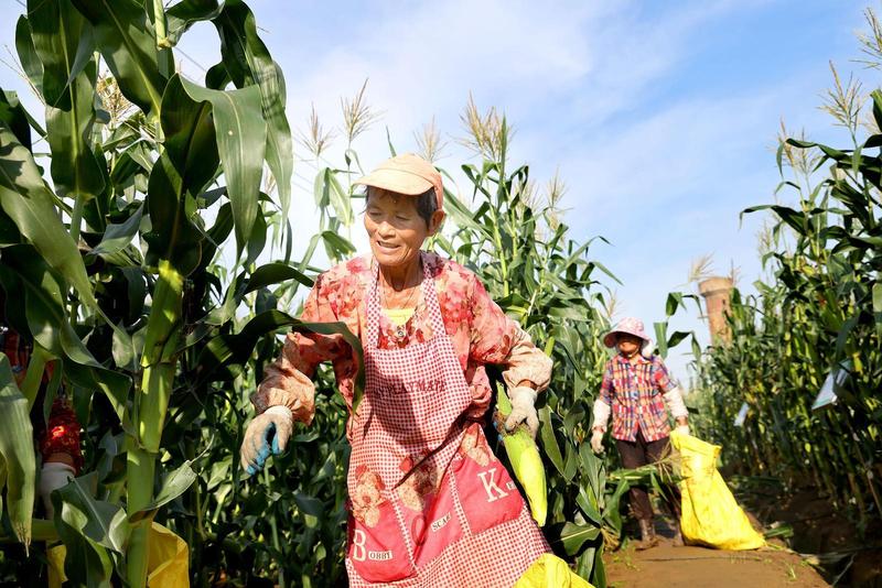 江心沙农场示范种植基地鲜食玉米采收忙